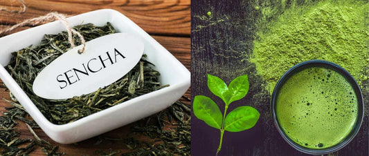 What Are the Differences Between Matcha and Sencha?