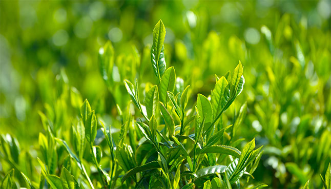 Japanese Matcha Green Tea Leaf